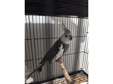 Whiteface erkek sultan