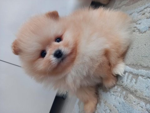 Mükemmel kalitede pomeranian ayıcıklar kaçıran üzülür