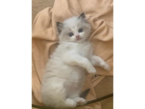 Safkan şecereli yavru dişi ragdoll