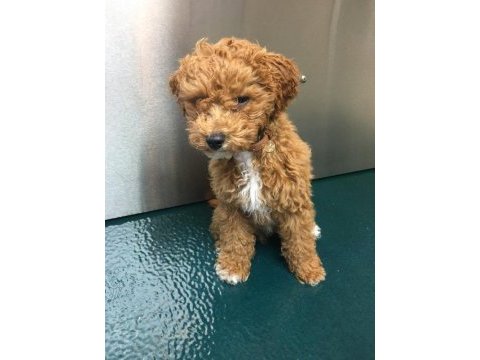 2 aylık kıvır kıvırcık toy poodle yavrularım