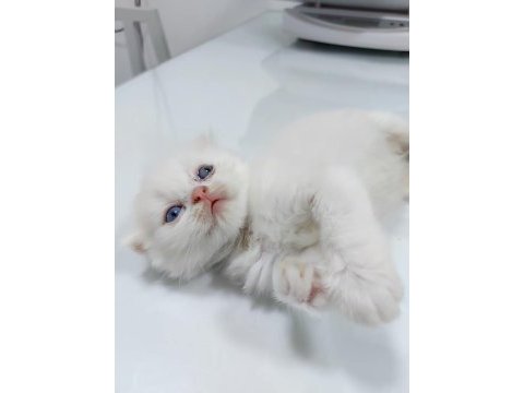 British shorthair white cat