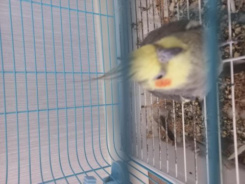Erkek dişi sultan papağanı