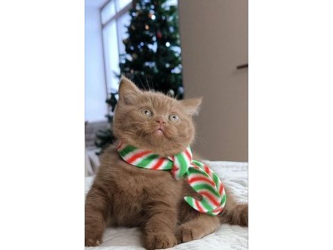 Popstar chocolate british shorthair