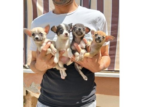 45 günlük chihuahua bebeklerimiz