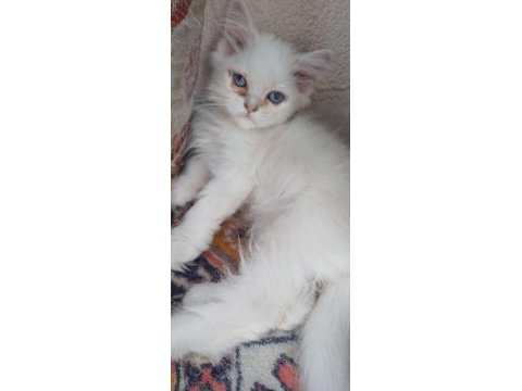 British longhair kedimiz