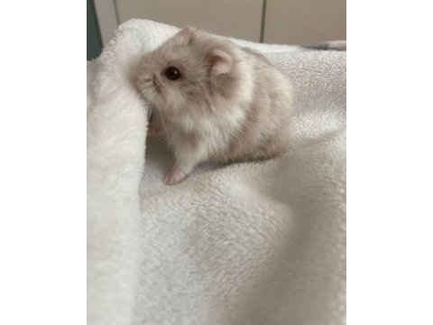 Hamster gonzales yavrularımız heryere gönderim