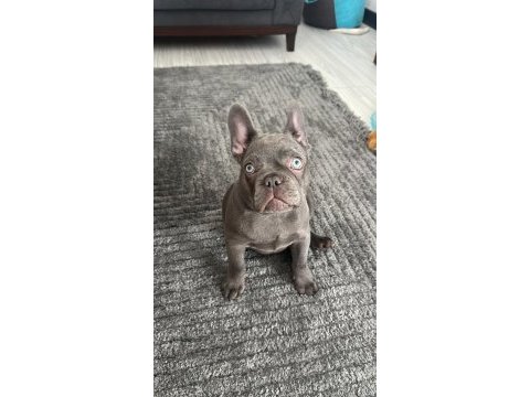 Erkek 4 aylık french bulldog tüm aşıları yapıldı