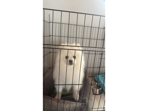 Pomeranian oğluma yuva arıyorum