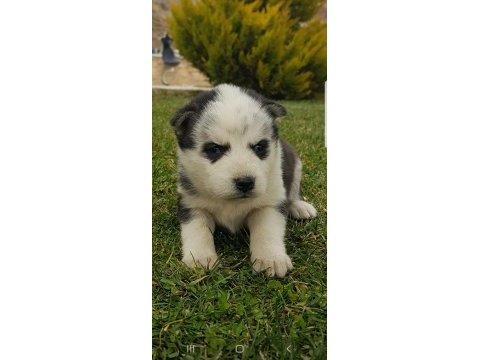Maviş gözlü safkan husky minikler