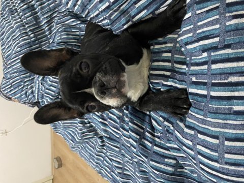 4.5 aylık dişi french bulldog