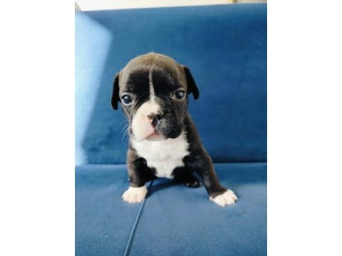 Maskeli french bulldog yavruları