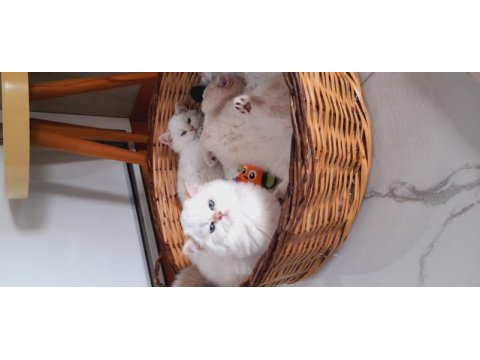 British shorthair ny1233 erkek