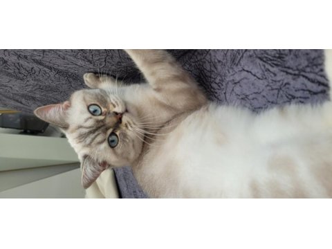 British blue point