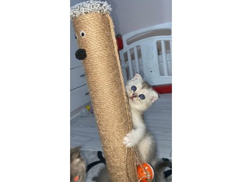 Scottish fold ve scottish straight bebekler
