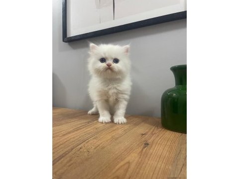 Mükemmel peluş gibi dişi british longhair bebeğim