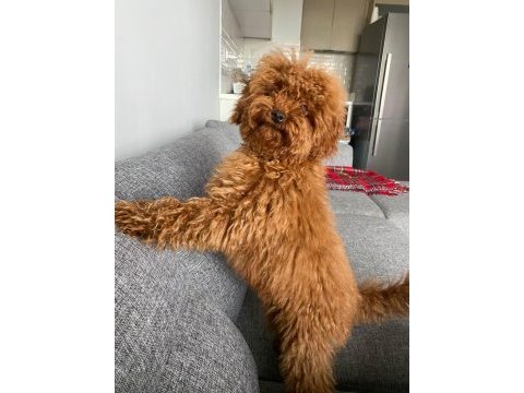 Toy poodle