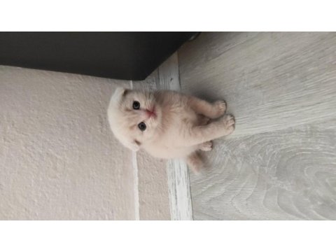 Scottish fold ve blue point sahibinden kediler