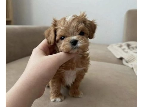 Tr de tek micro teacup maltipoo yavrusu