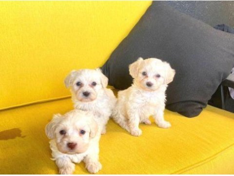 Ev doğumu maltipoo yavrularımız