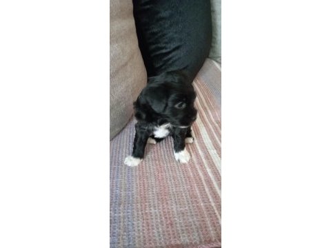 Orjinal kısa kuyruk terrier köpekler
