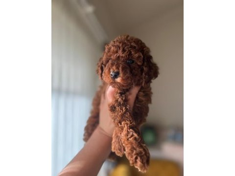 Sağlık ve ırk garantili toy poodle bebekler