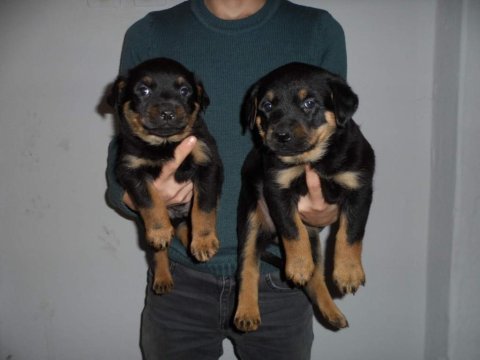 Rottweiler yavrular