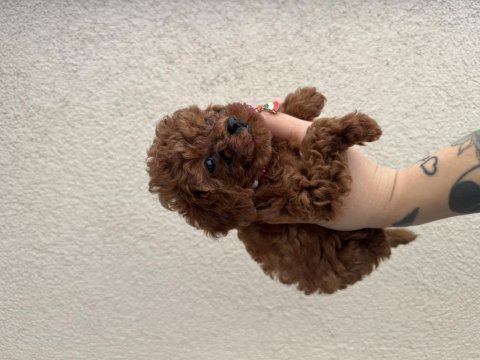 Mini boy teacup poodle yavru