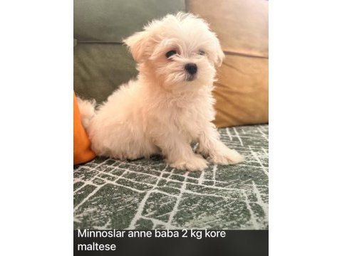 Minik bebek köpeklerimiz ilanda