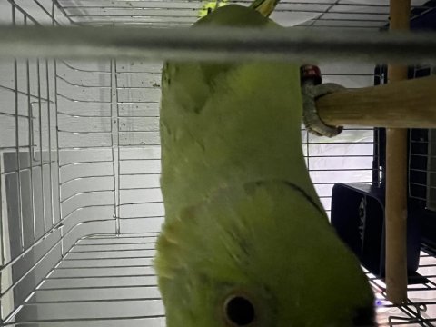 2 yaşında el besleme büyümüş konuşan evcil pakistan