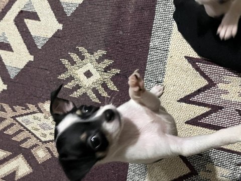 05.03.2025 doğumlu pinscher yavrularımız