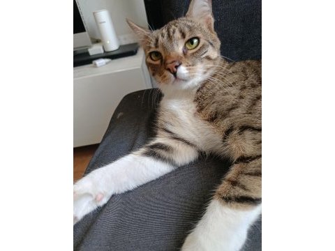 Ücretsiz kısır erkek kedimiz insan bağımlısı