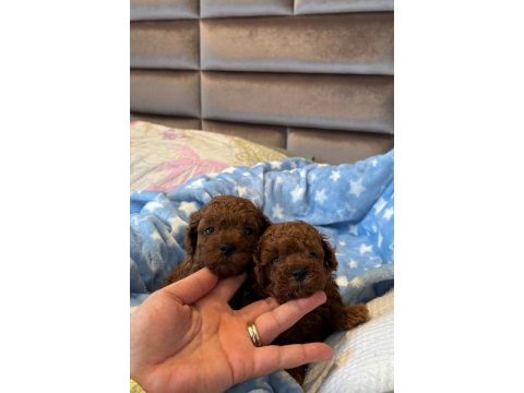 Kore poodle bebekler ev dogumu