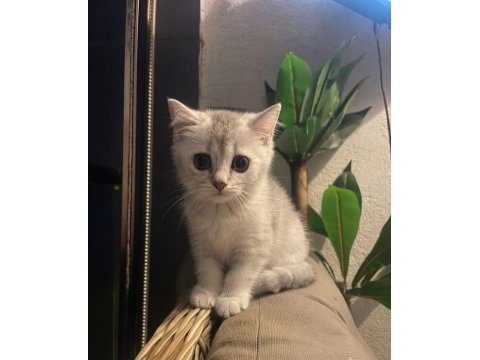 Boncuk gözlü british shorthair bebeğim