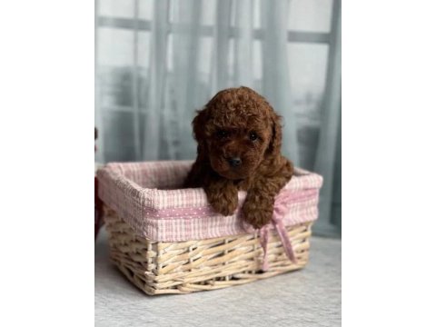 Kg garantili toy poodle bebeklerim