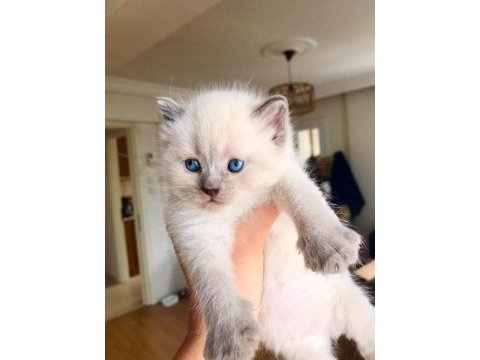 Scottish ve british shorthair yavrular yuvalarını bekliyor