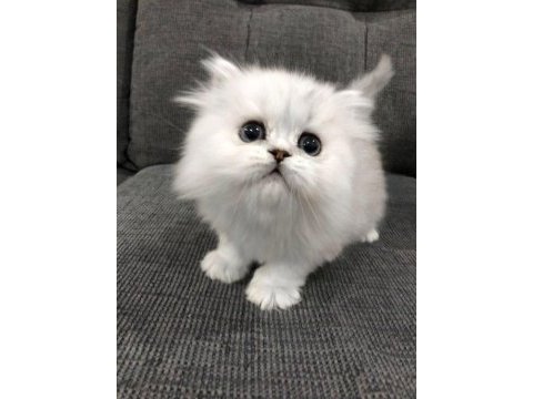 Orijinal chinchilla yavrularımız