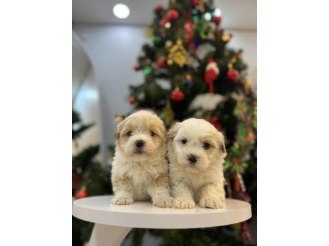 Sevimli maltipoo bebeklerim