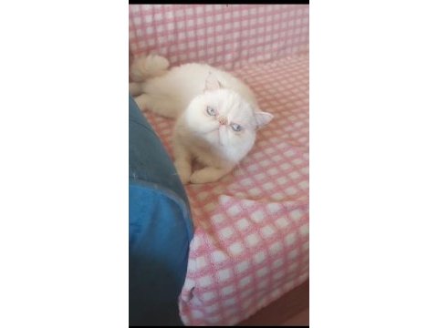 Erkek exotic shorthair