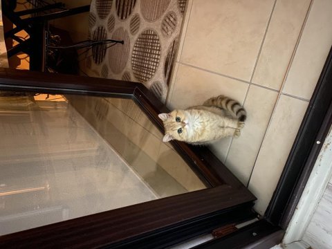 British shorthair beş aylık dişi