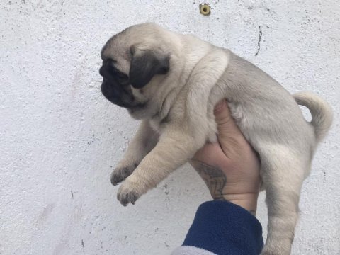 Üst segment pug mops yavrular isteyen