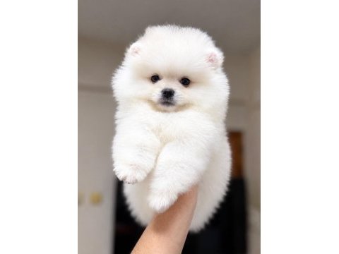 Kartopu gibi pomeranian boo