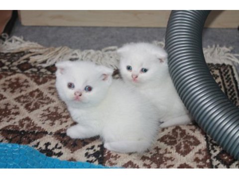 Safkan beyaz scottish fold yavrularımız