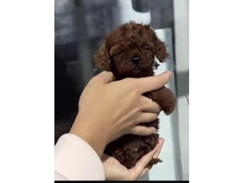 Toy poodle köpeği
