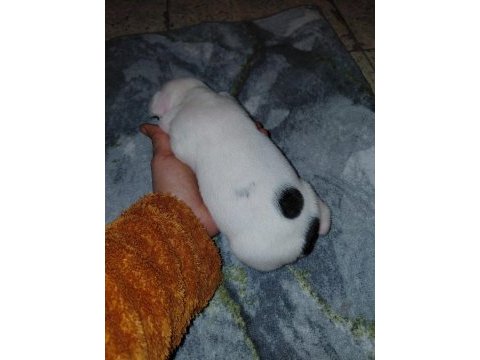 Pied dişi bebek french bulldog
