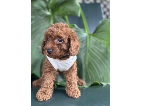 Toy poodle köpeği