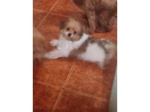 Pomapoo bebekler