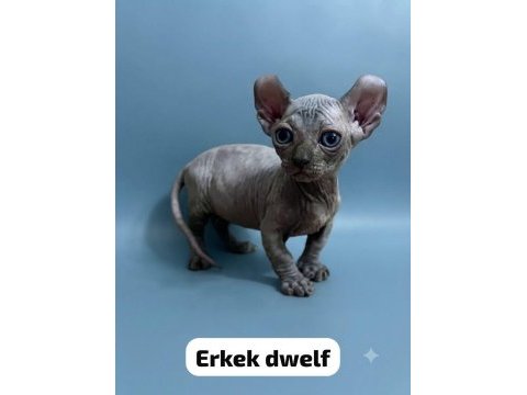 Dwelf elf bambino ve normal sfenksler