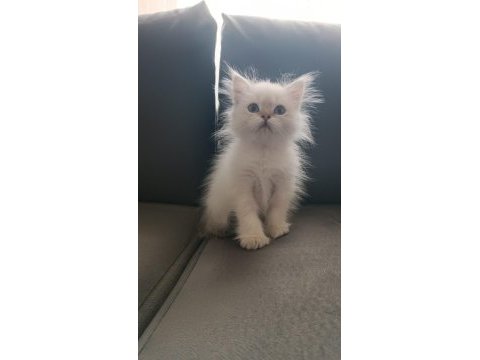 Mükemmel british longhair erkek