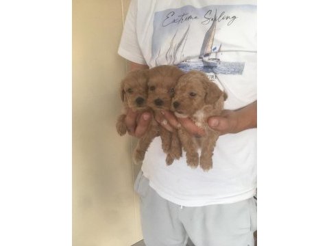 Mükemmel kalite bebek yüzlü maltipoo yavrularımız