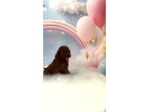 Red brown toy poodle yavrular